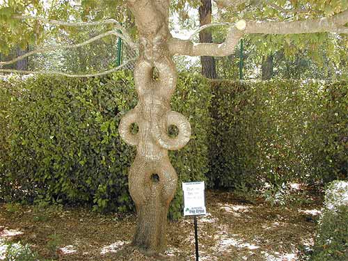 Những loài cây biết “làm xiếc” - 7
