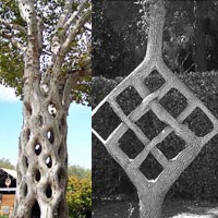 Phi thường - kỳ quặc - Những loài cây biết “làm xiếc”