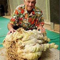 Củ cải “quái vật” nặng 54 kg