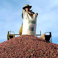 Thị trường - Tiêu dùng - Nhiều doanh nghiệp cà phê xin ngưng xuất khẩu