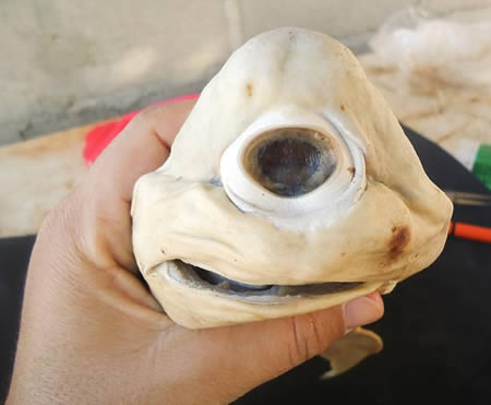 Giật mình trước những sinh vật kỳ quái - 2