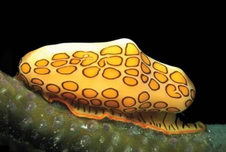 Giật mình trước những sinh vật kỳ quái - 3