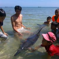 Tin tức trong ngày - TT- Huế: Cá heo còn sống trôi dạt vào bờ