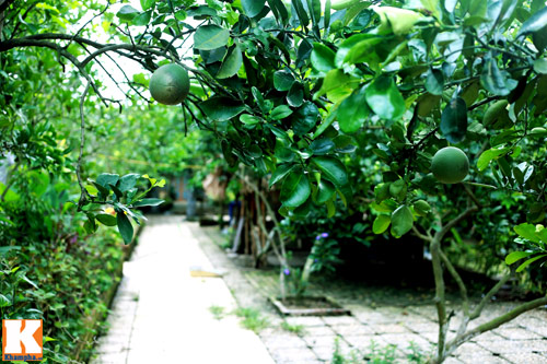 Khám phá nông trang 10.000m2 của Giang Còi - 6