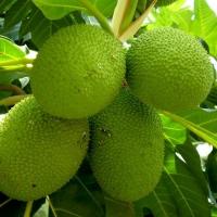 Thị trường - Tiêu dùng - Lá, quả cây cứu đói châu Phi giá 300.000 đồng/kg ở HN