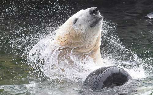 Ảnh đẹp: Vịt liều mình đuổi... chim ưng biển - 7