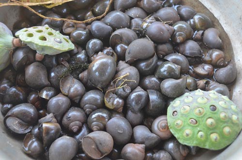 Mạo hiểm mạng sống bắt ốc bươu đen giữa đầm sen - 2