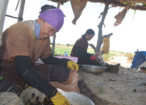 Mạo hiểm mạng sống bắt ốc bươu đen giữa đầm sen - 3