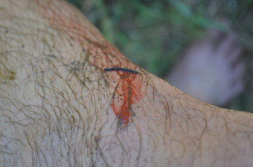 Mạo hiểm mạng sống bắt ốc bươu đen giữa đầm sen - 4