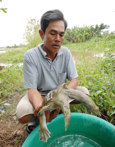 Cua đinh giúp dân miền Tây thu bạc tỷ - 12