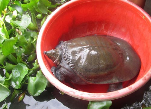 Cua đinh giúp dân miền Tây thu bạc tỷ - 5
