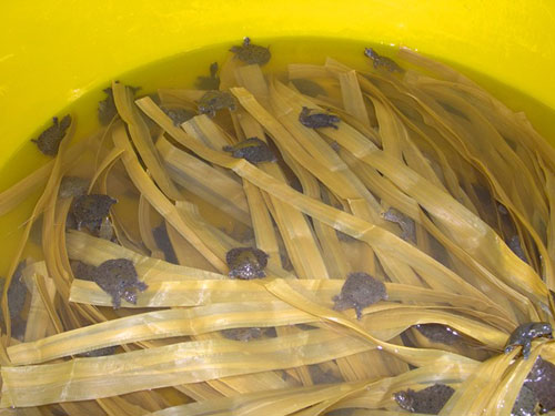 Cua đinh giúp dân miền Tây thu bạc tỷ - 10