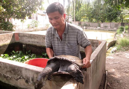 Cua đinh giúp dân miền Tây thu bạc tỷ - 2