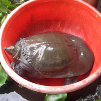 Thị trường - Tiêu dùng - Cua đinh giúp dân miền Tây thu bạc tỷ