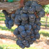 Tin tức trong ngày - Nhật Bản: Chùm nho 30 quả giá 5,4 nghìn USD