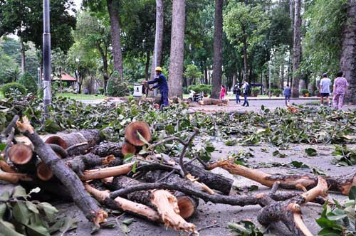 Nhánh cây rơi, nhiều người đi tập thể dục hút chết - 2