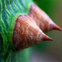 Cười 24h - Gã buôn trinh tiết Hoa hậu