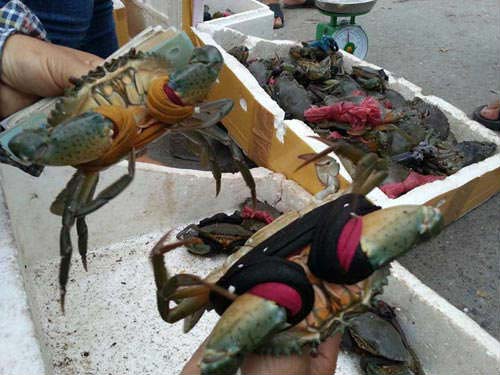 Hải sản giá rẻ: Vừa ăn vừa… run - 2