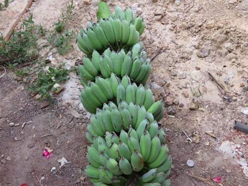 Phố chiều mưa, nhớ hương chuối nướng quê - 3