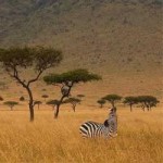 Du lịch - Khám phá thiên đường hoang dã Kenya