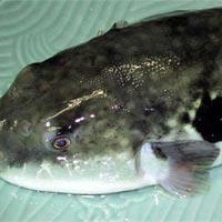 Sức khỏe đời sống - Ăn cá nóc, một người nguy kịch