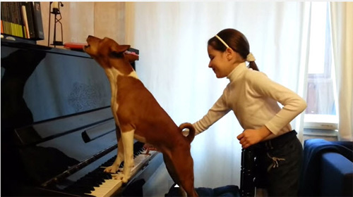 Video: Chú chó vừa đàn vừa hát điệu nghệ - 1