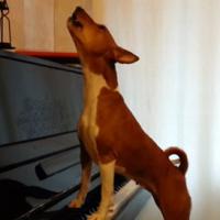 Phi thường - kỳ quặc - Video: Chú chó vừa đàn vừa hát điệu nghệ