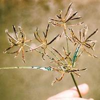 Tin tức trong ngày - Phát hiện “kem đánh răng” của người tiền sử