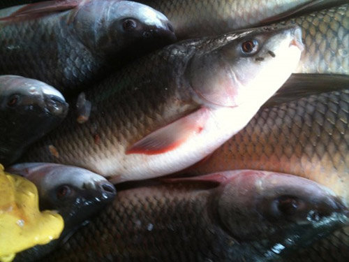 Nỗi niềm món trứng cá trôi kho nghệ - 7