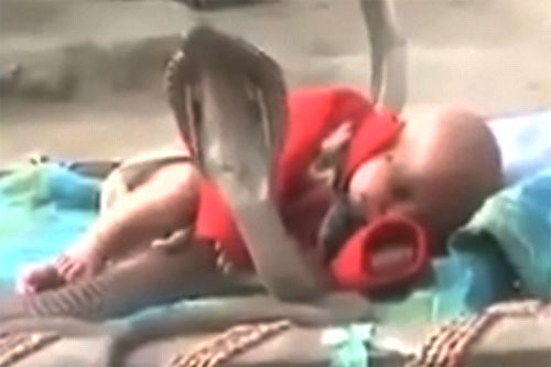 Video: Đàn rắn hổ mang cực độc "canh gác" cho em bé - 1