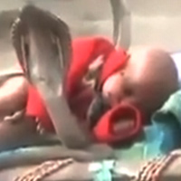 Video: Đàn rắn hổ mang cực độc “canh gác“ cho em bé