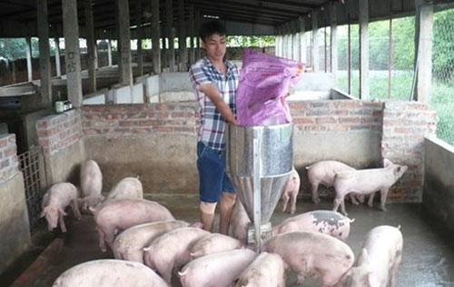 Bỏ nghiệp thủy thủ về làm triệu phú nuôi lợn - 1