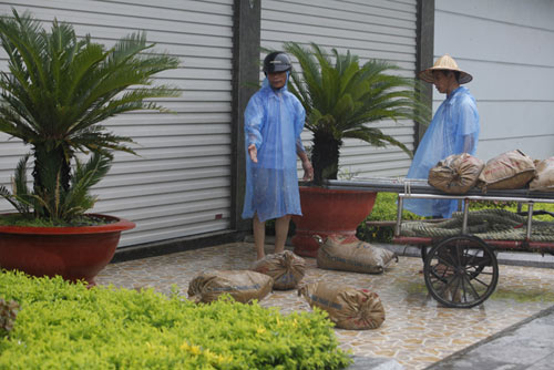 Quảng Ninh: Tàu chìm, cây đổ ngổn ngang vì bão Thần Sấm - 4