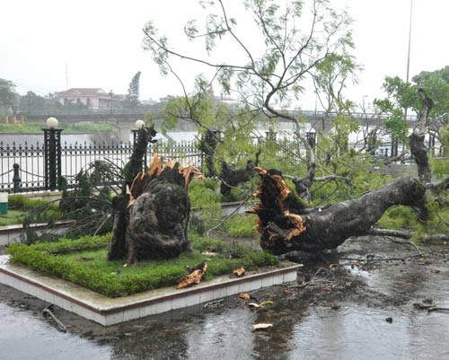 Quảng Ninh: Tàu chìm, cây đổ ngổn ngang vì bão Thần Sấm - 9