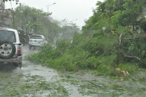 Quảng Ninh: Tàu chìm, cây đổ ngổn ngang vì bão Thần Sấm - 8