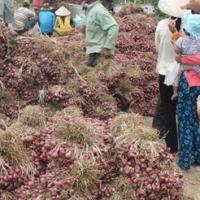 Thị trường - Tiêu dùng - Hàng chục ngàn tấn hành tím tồn đọng bị hư hỏng