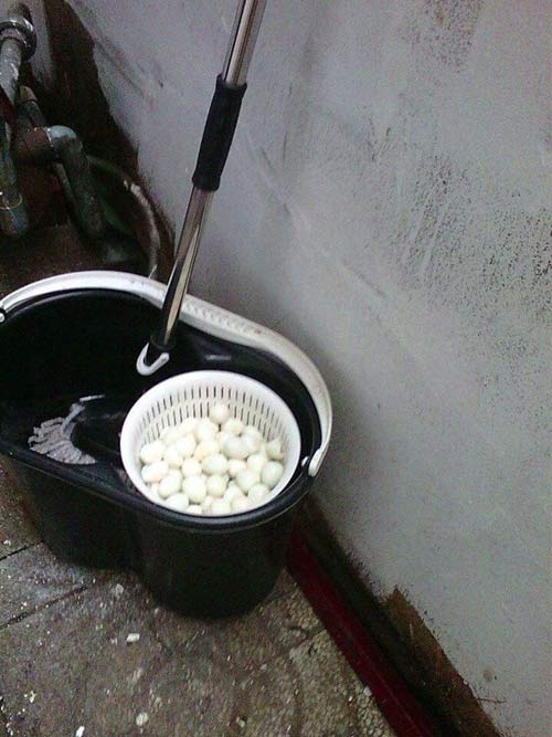 Hàng bánh tráng đựng trứng bằng xô lau nhà gây sốc - 2