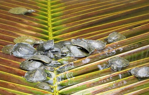 Nửa triệu đồng một con cua đinh giống ở miền Tây - 12