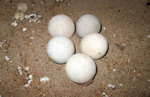 Nửa triệu đồng một con cua đinh giống ở miền Tây - 3