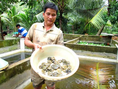 Nửa triệu đồng một con cua đinh giống ở miền Tây - 6