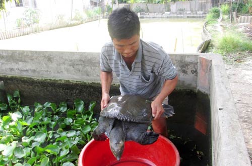Nửa triệu đồng một con cua đinh giống ở miền Tây - 9