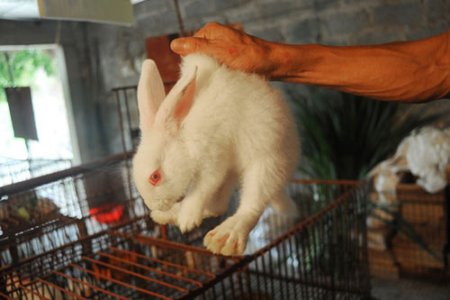 Thu lợi nhuận bạc tỷ nhờ nuôi 15.000 con thỏ - 1