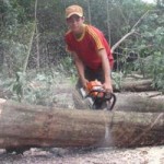 Thị trường - Tiêu dùng - Người trồng cao su ồ ạt đốn cây bán gỗ