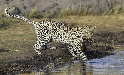 Ảnh đẹp: Thằn lằn hôn nhau đắm đuối trước khi giao phối - 11