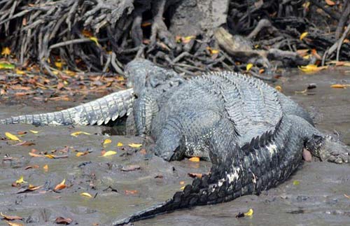 Ảnh đẹp: Thằn lằn hôn nhau đắm đuối trước khi giao phối - 2