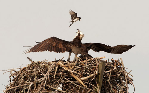 Ảnh đẹp: Thằn lằn hôn nhau đắm đuối trước khi giao phối - 8