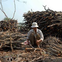 Tin tức trong ngày - Nghề lạ ở Sài Gòn: Mót củi giữa lòng thành phố