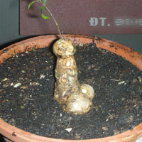 Cười 24h - Những bonsai bá đạo nhất quả đất