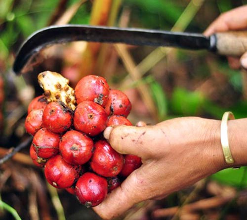 Những trái cây, hạt rừng hút khách thủ đô - 9