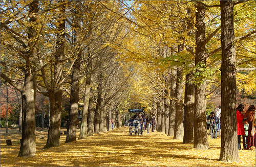 Đẹp tuyệt rừng cây trên “thánh địa” phim trường Hàn Quốc - 4